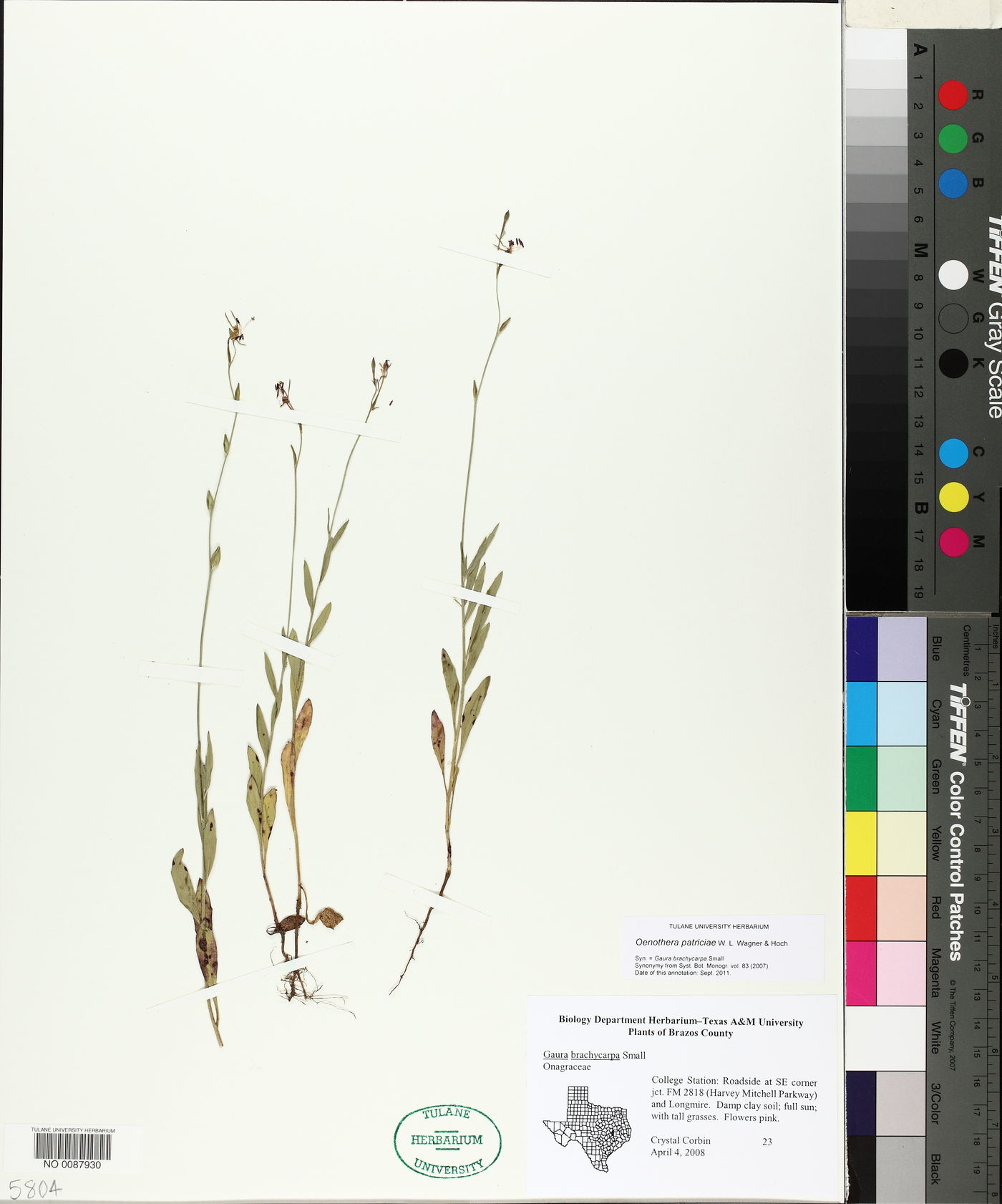 Oenothera patriciae image