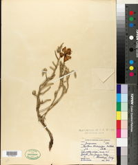 Oenothera trichocalyx image