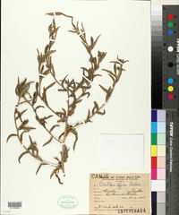 Oenothera affinis image