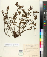 Image of Oenothera epilobiifolia