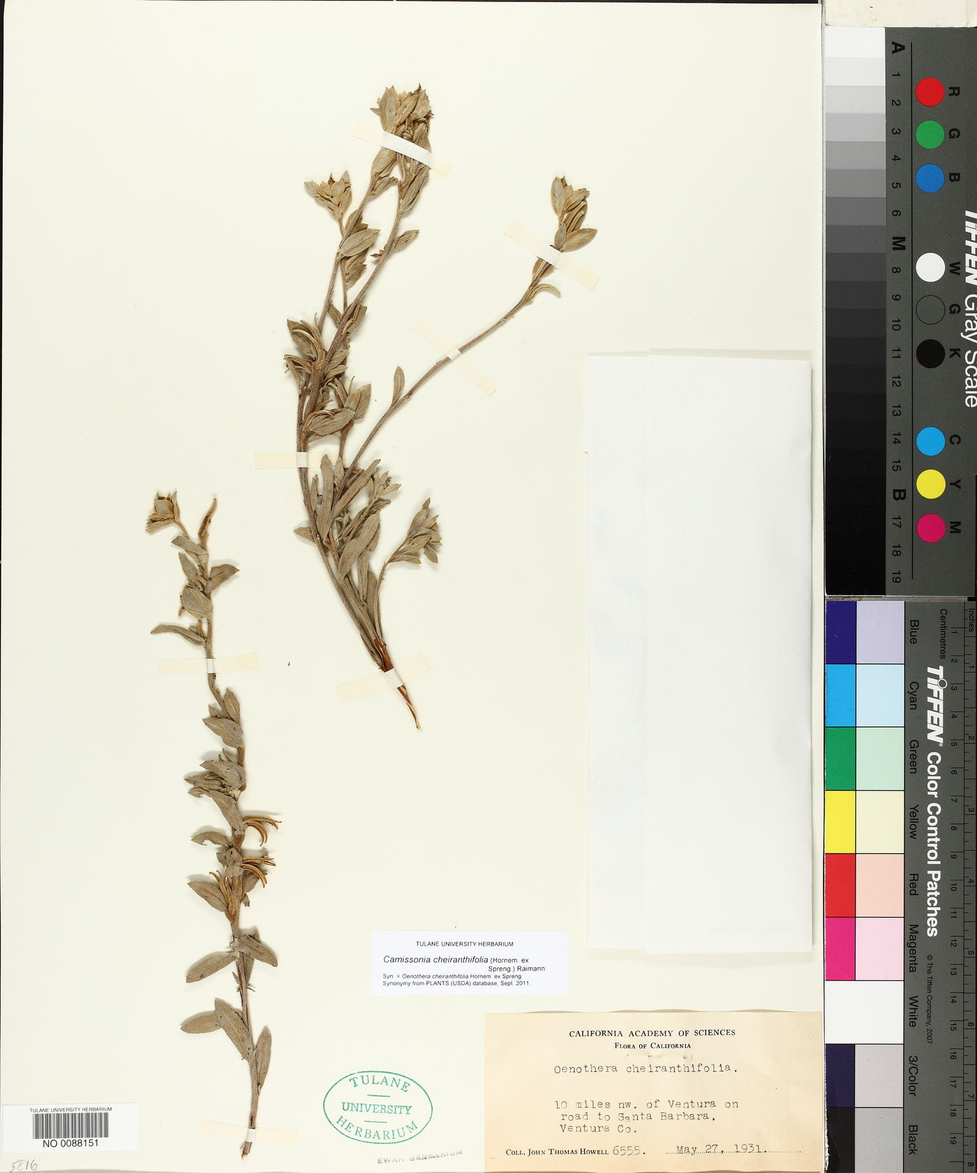 Camissonia cheiranthifolia image