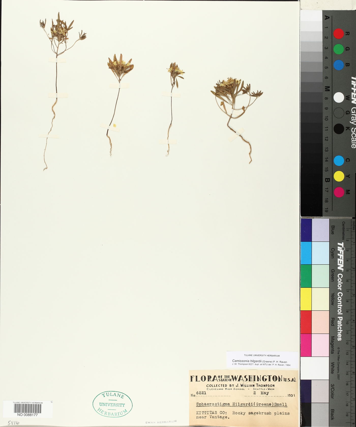 Camissonia hilgardii image