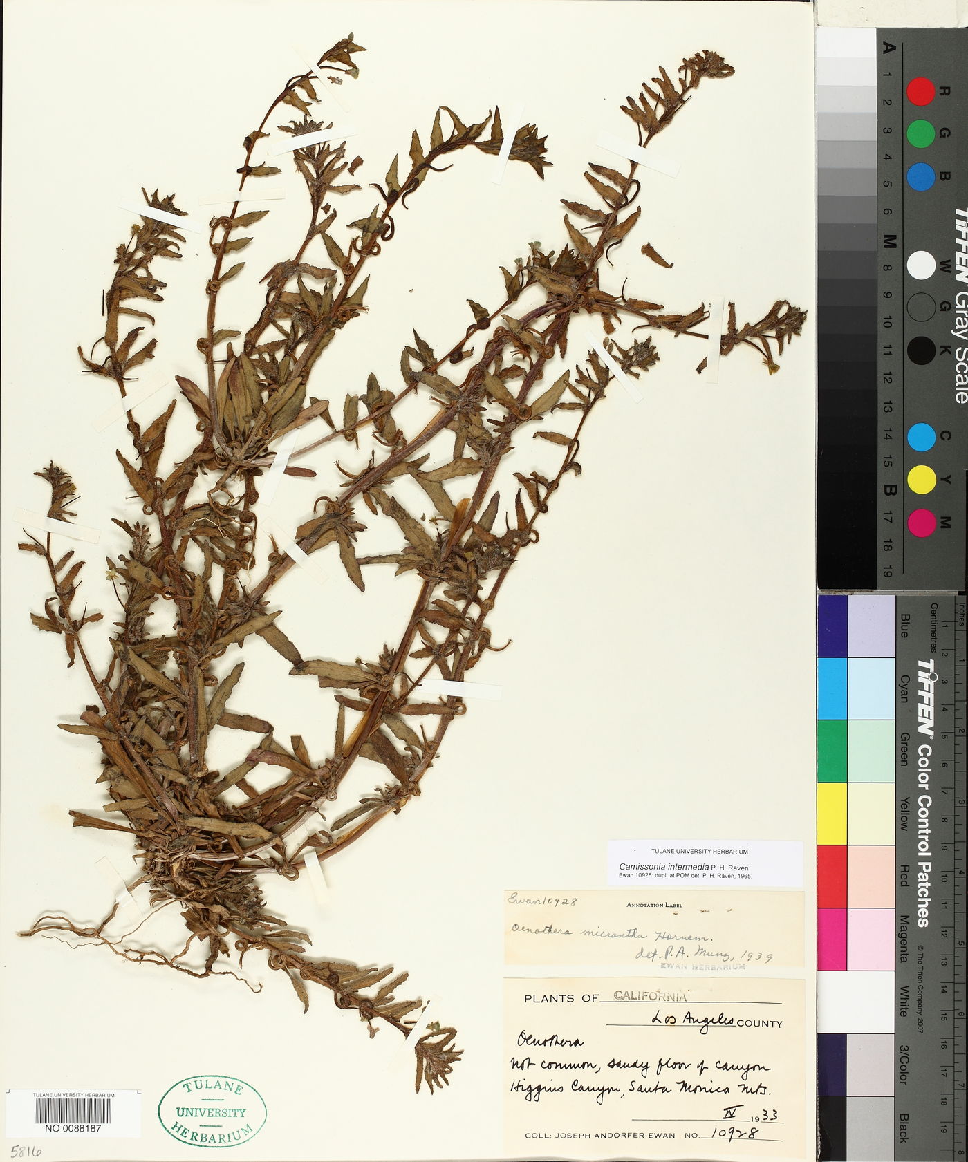Camissonia intermedia image