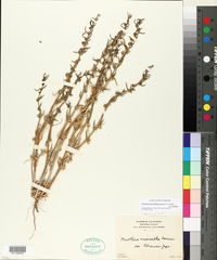 Camissonia pallida subsp. pallida image