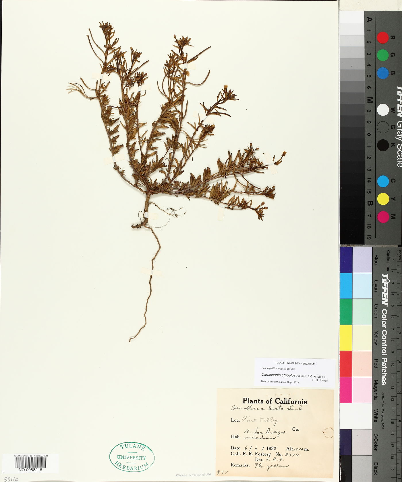 Camissonia strigulosa image