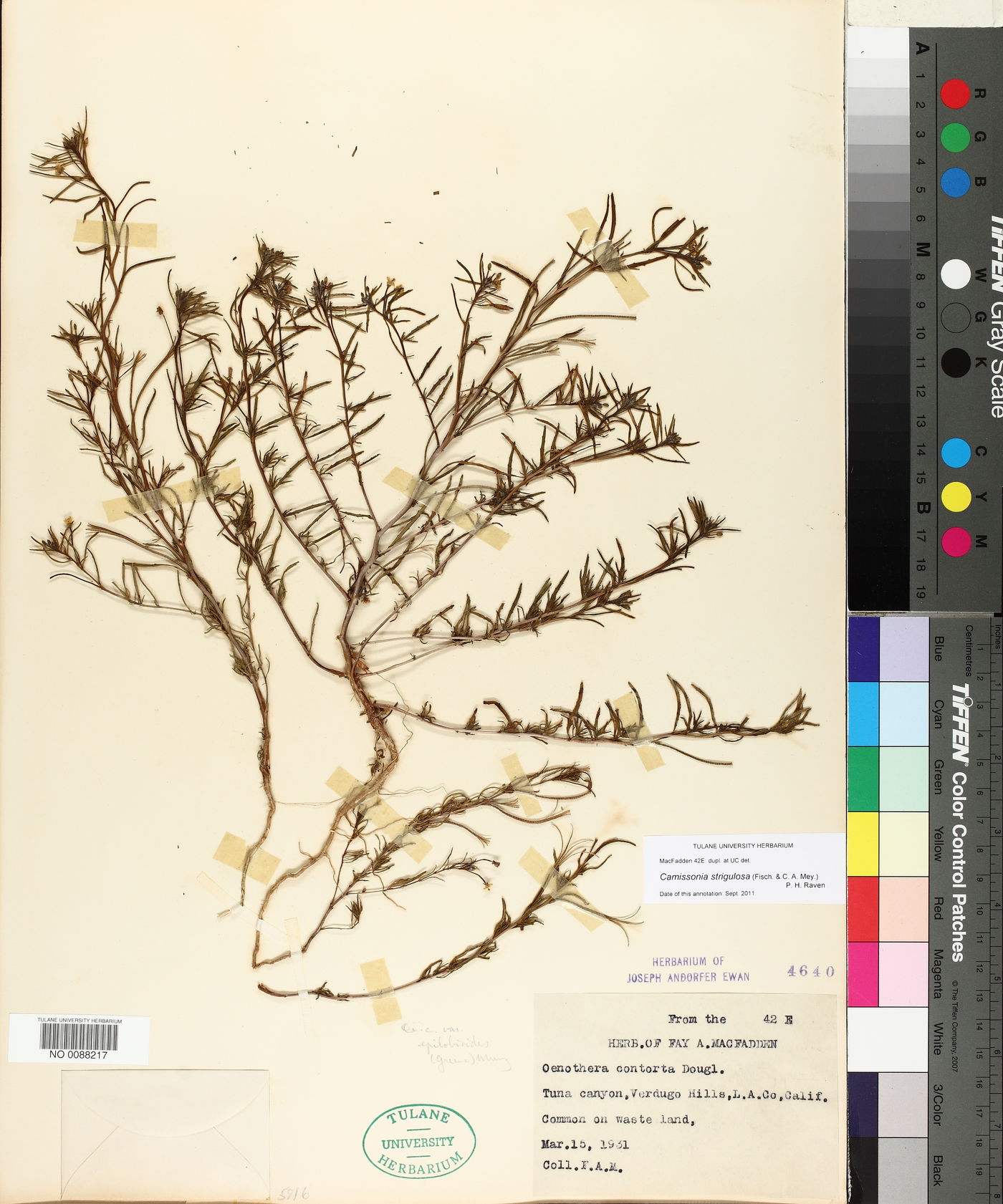 Camissonia strigulosa image
