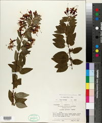 Image of Fuchsia rosea