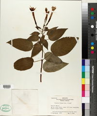 Fuchsia fulgens image