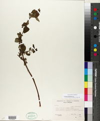 Fuchsia cylindracea image