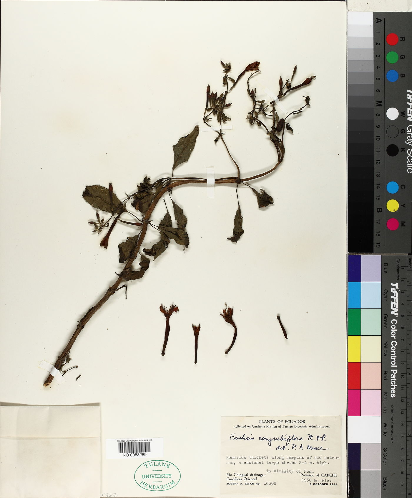 Fuchsia corymbiflora image