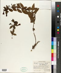 Image of Fuchsia canescens