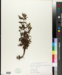 Fuchsia michoacanensis image