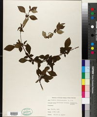 Image of Fuchsia michoacanensis