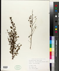 Fuchsia pringlei image