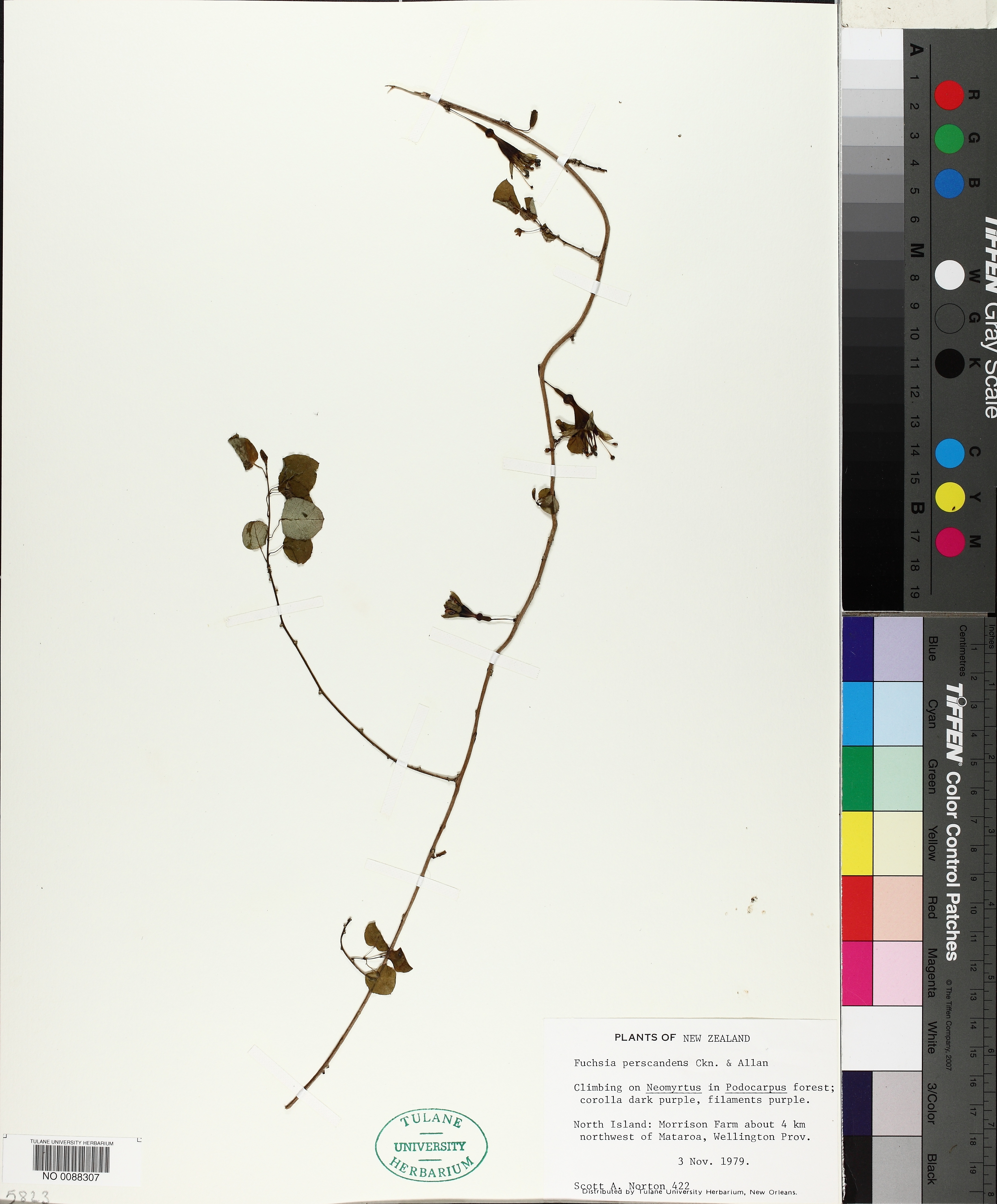 Fuchsia perscandens