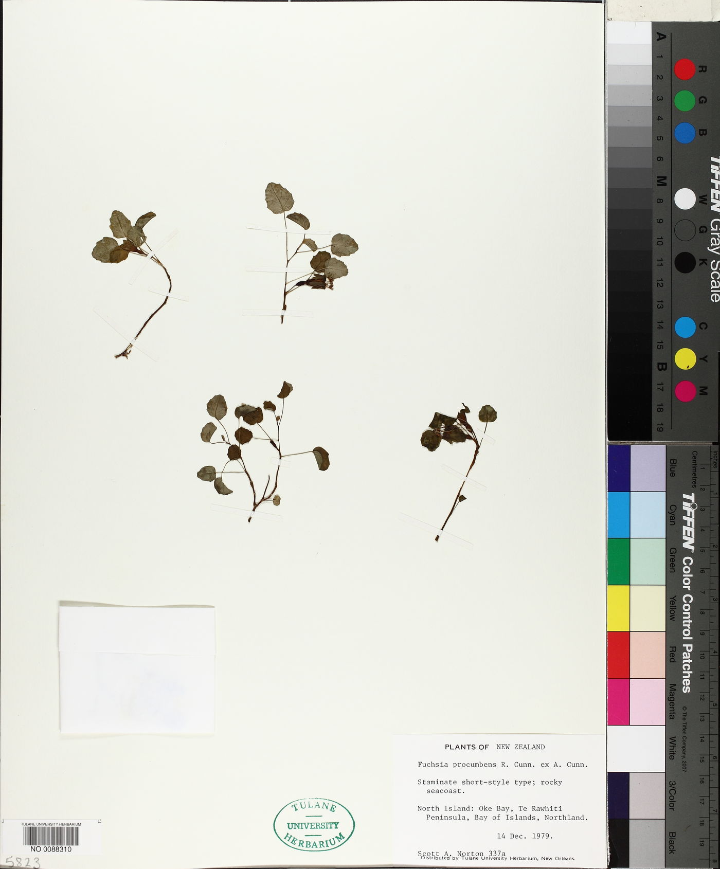 Fuchsia procumbens image