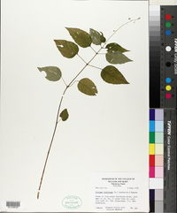 Circaea canadensis image