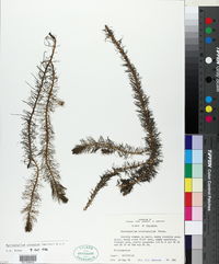 Myriophyllum pinnatum image