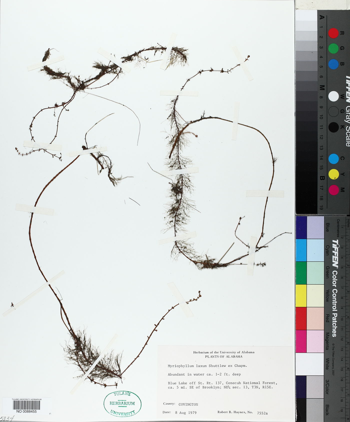 Myriophyllum laxum image