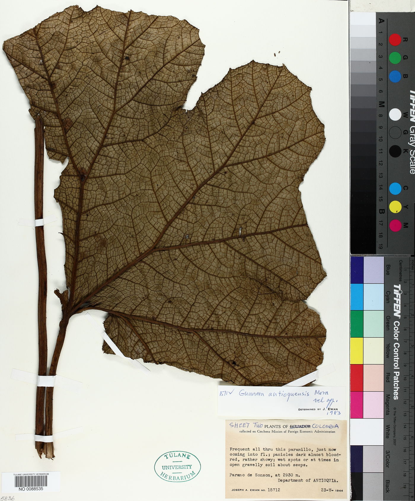 Gunnera antioquensis image