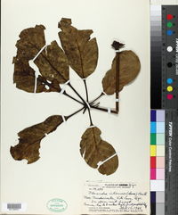 Plerandra vitiensis image