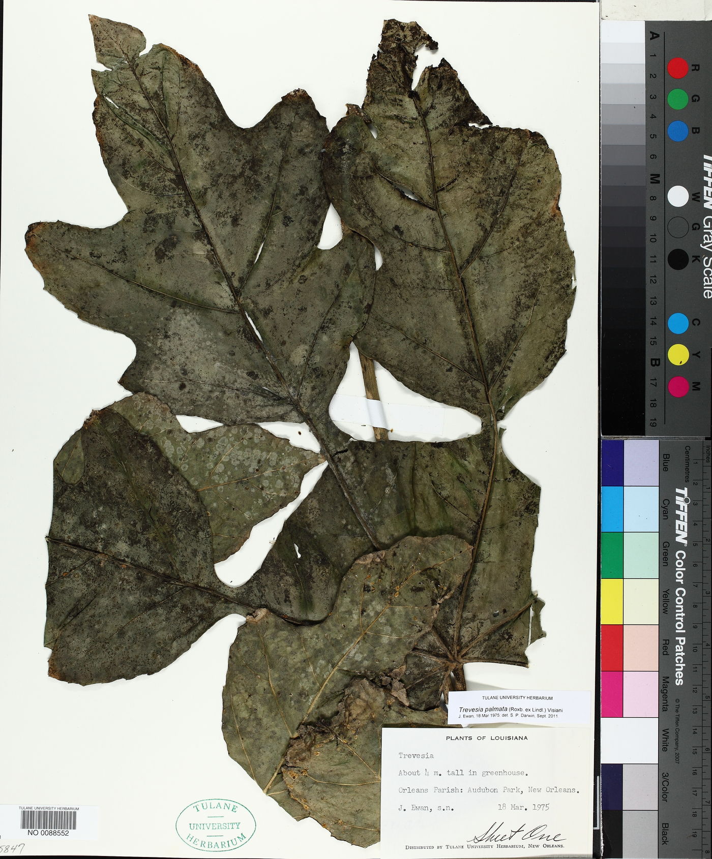 Trevesia palmata image