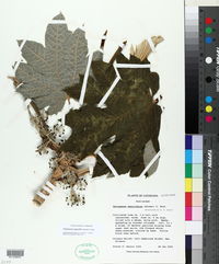 Tetrapanax papyrifer image