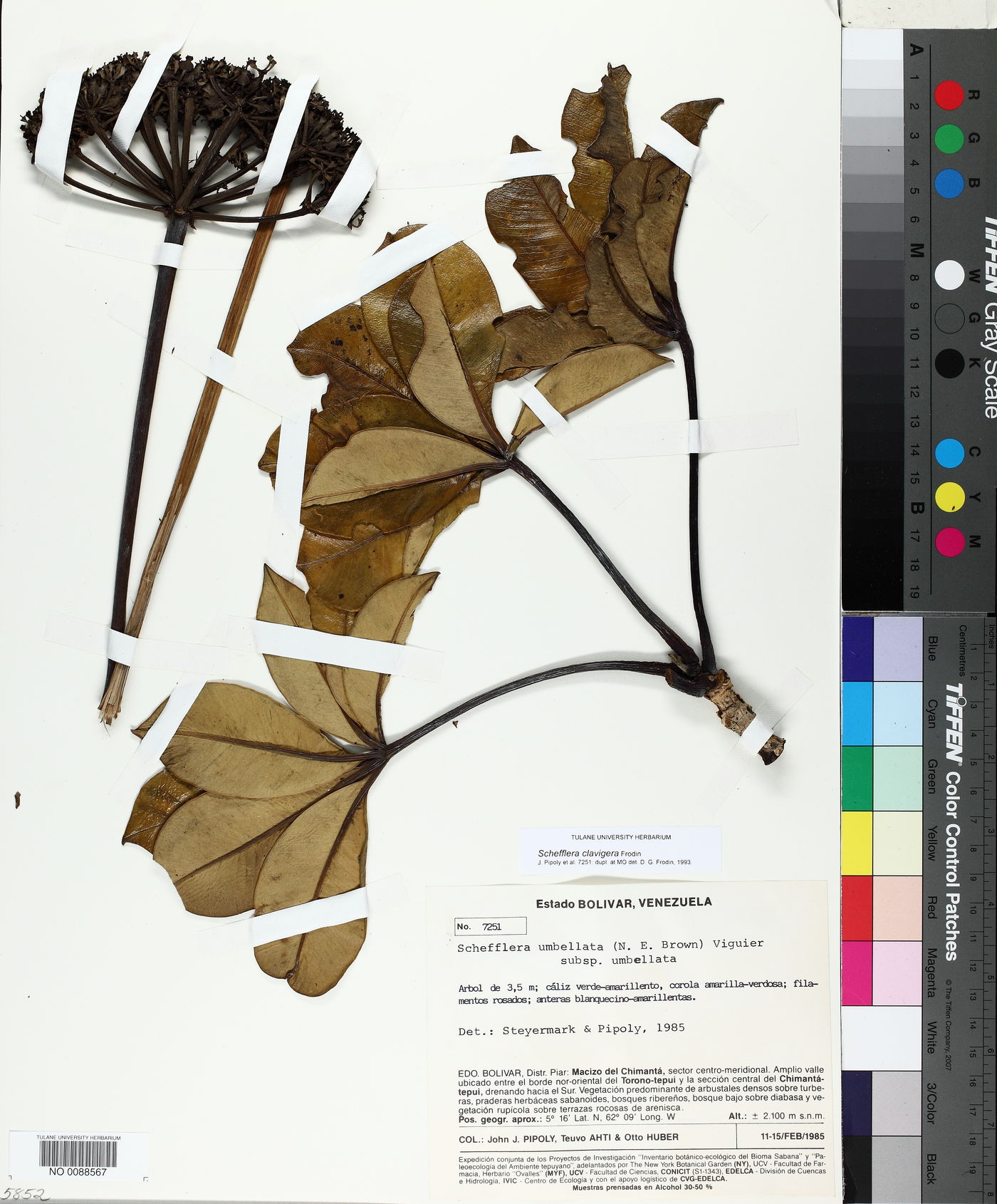 Schefflera clavigera image