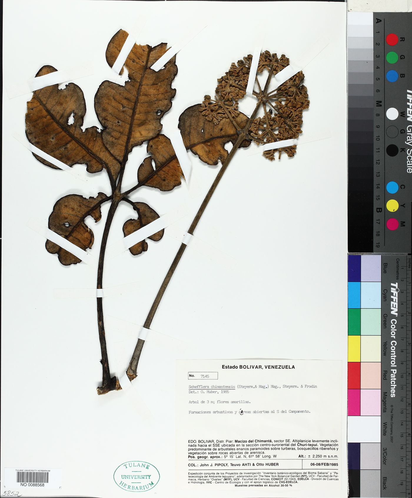 Schefflera chimantensis image