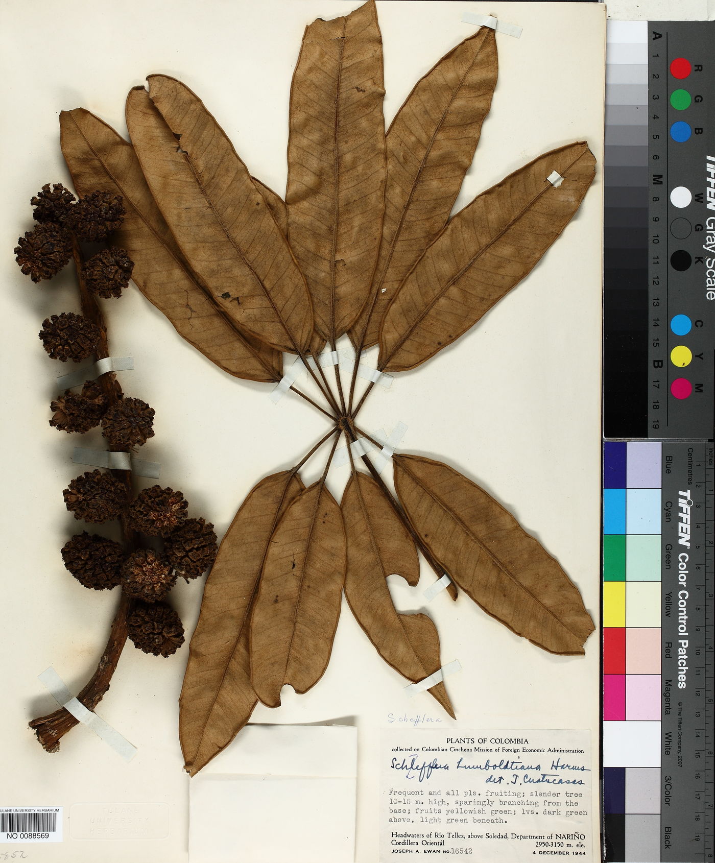 Schefflera humboldtiana image