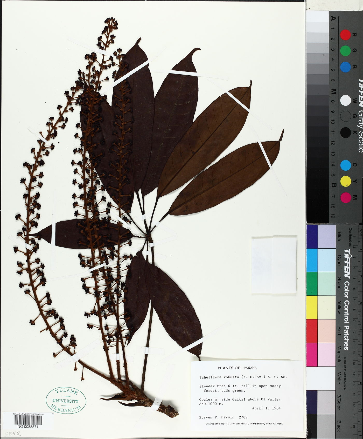 Schefflera robusta image