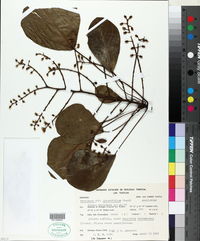 Oreopanax obtusifolius image