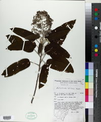 Image of Astrotricha latifolia