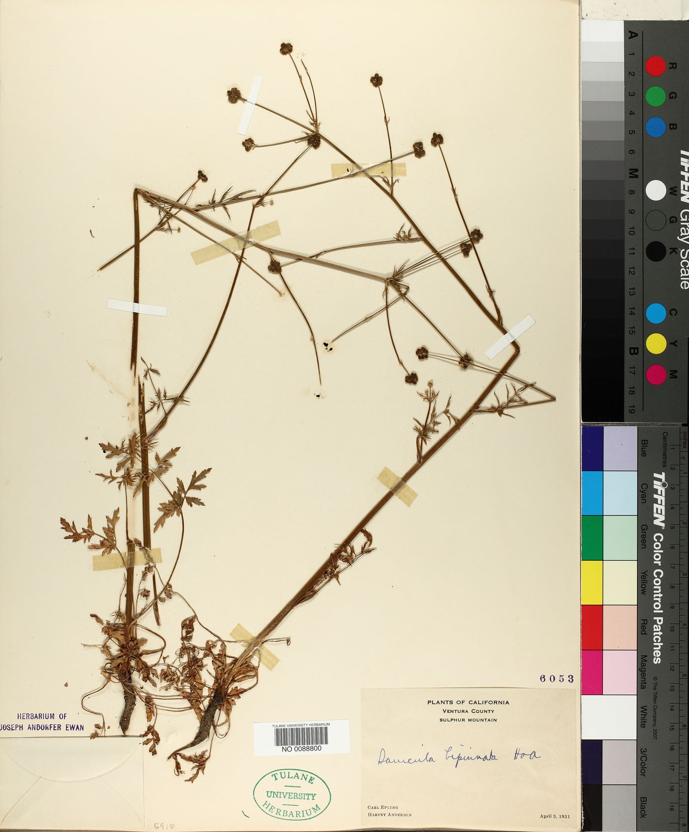Sanicula bipinnata image