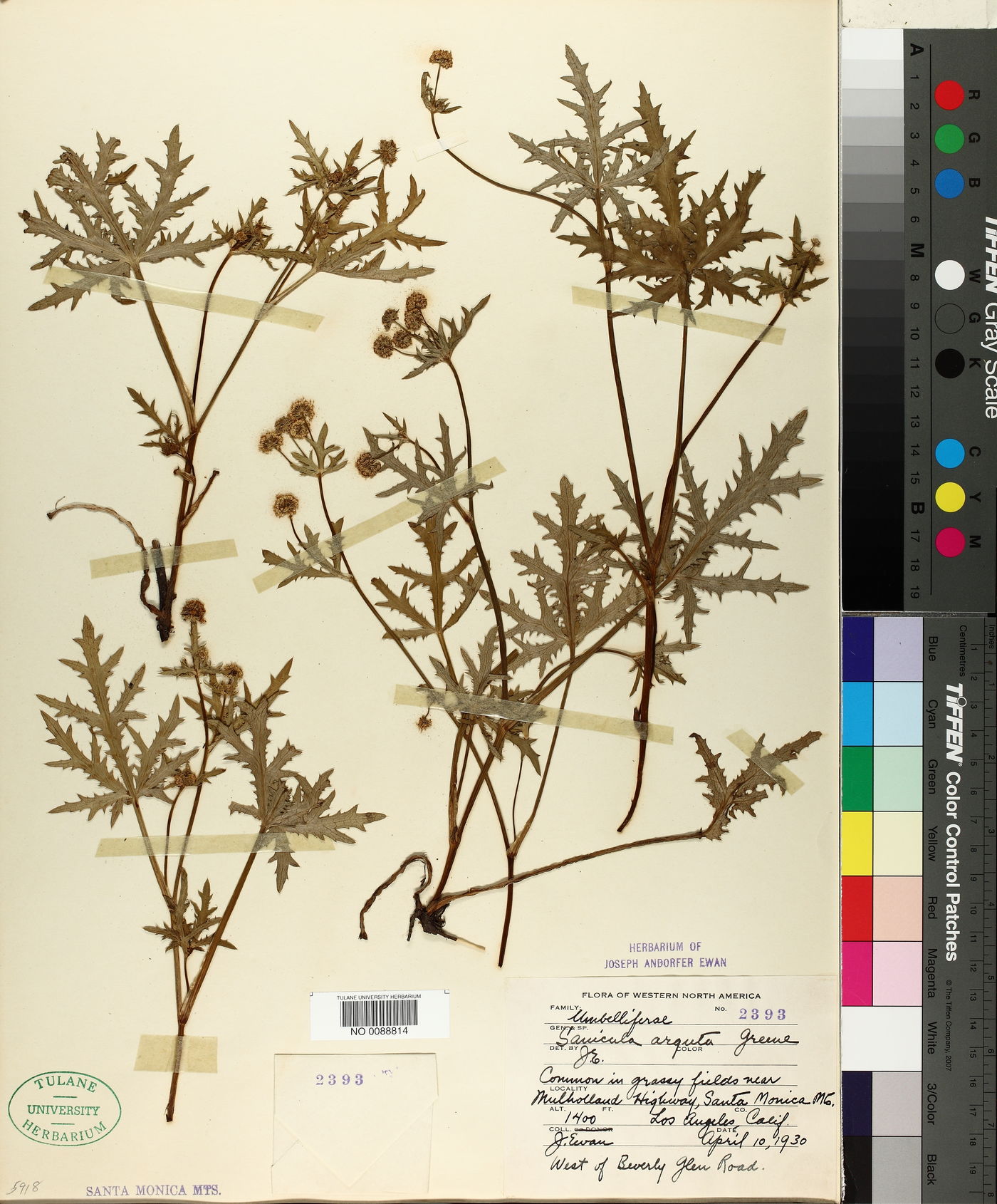 Sanicula arguta image