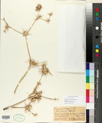 Image of Eryngium spinosepalum