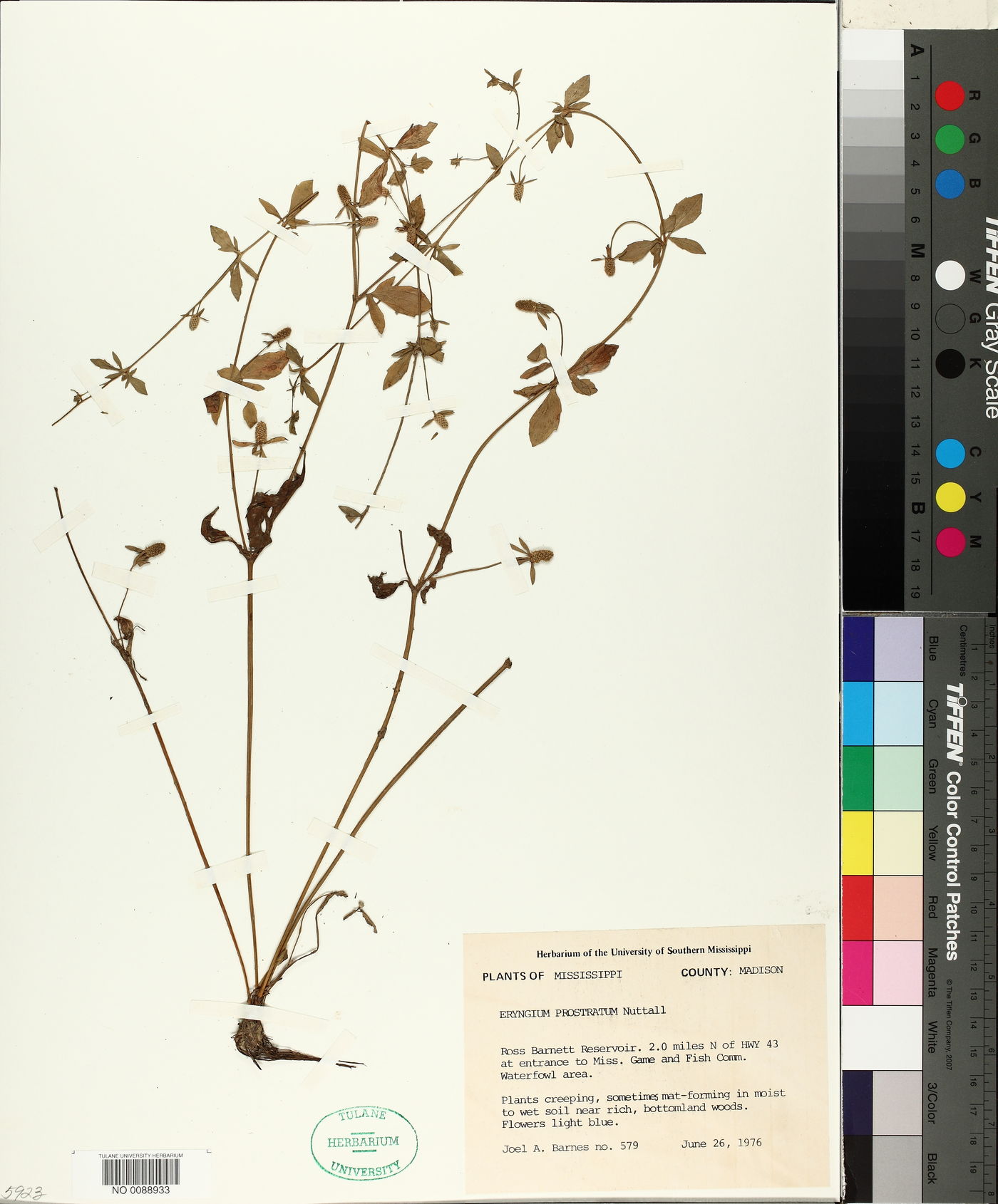 Eryngium prostratum image