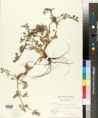 Eryngium divaricatum image