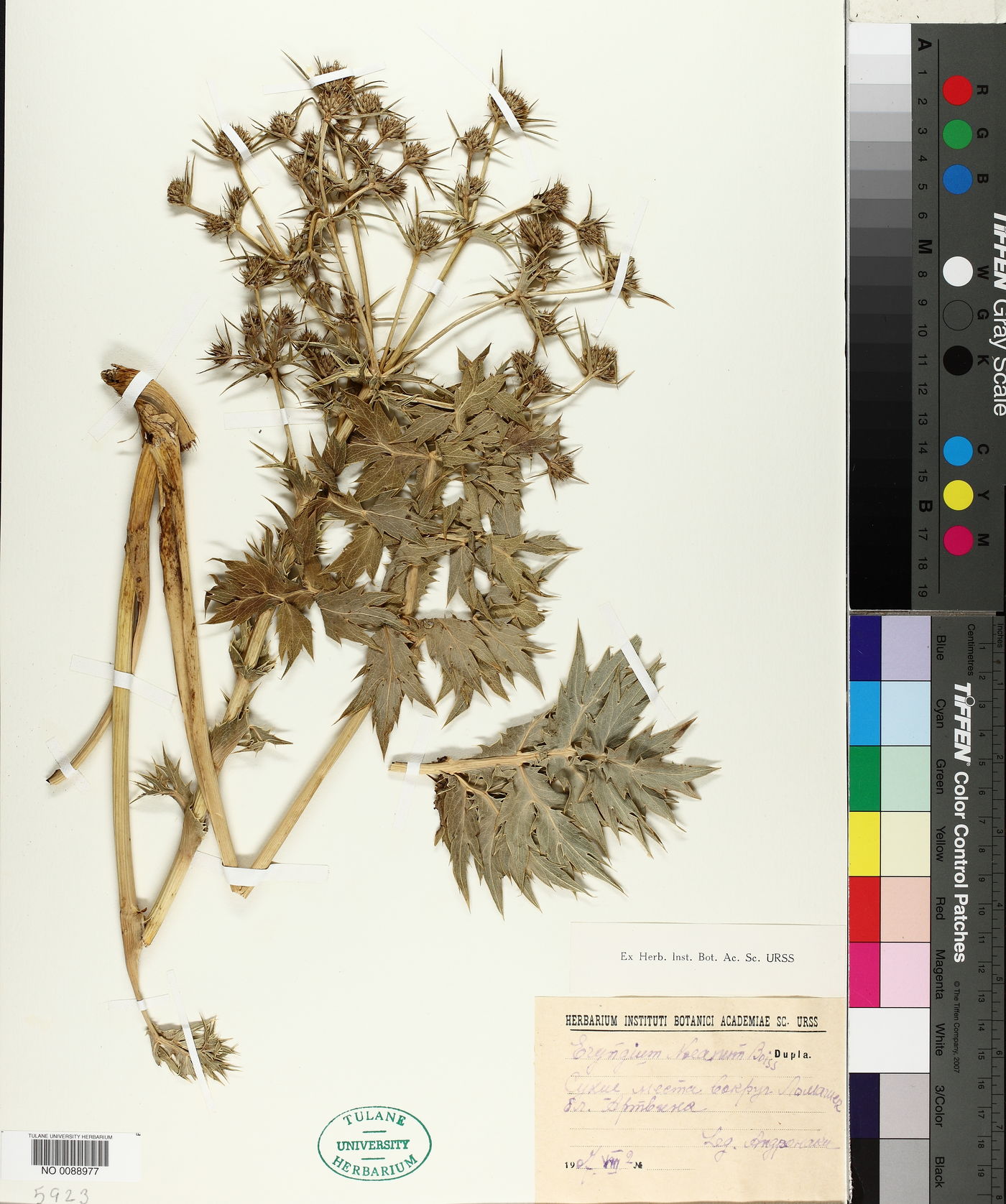 Eryngium billardierei subsp. billardierei image