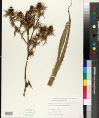 Eryngium monocephalum image