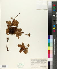 Image of Eryngium humile