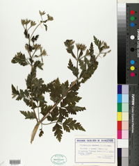 Image of Chaerophyllum nodosum
