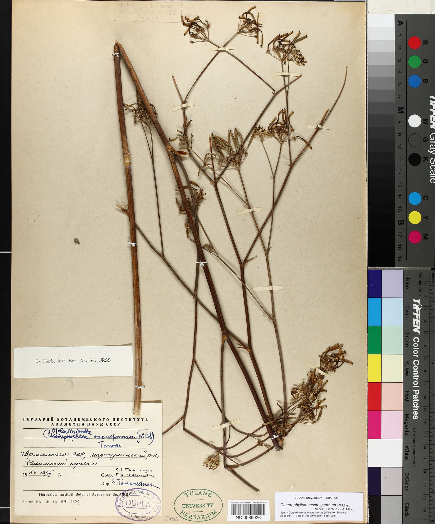 Chaerophyllum macrospermum image