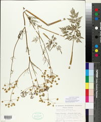 Chaerophyllum prescottii image