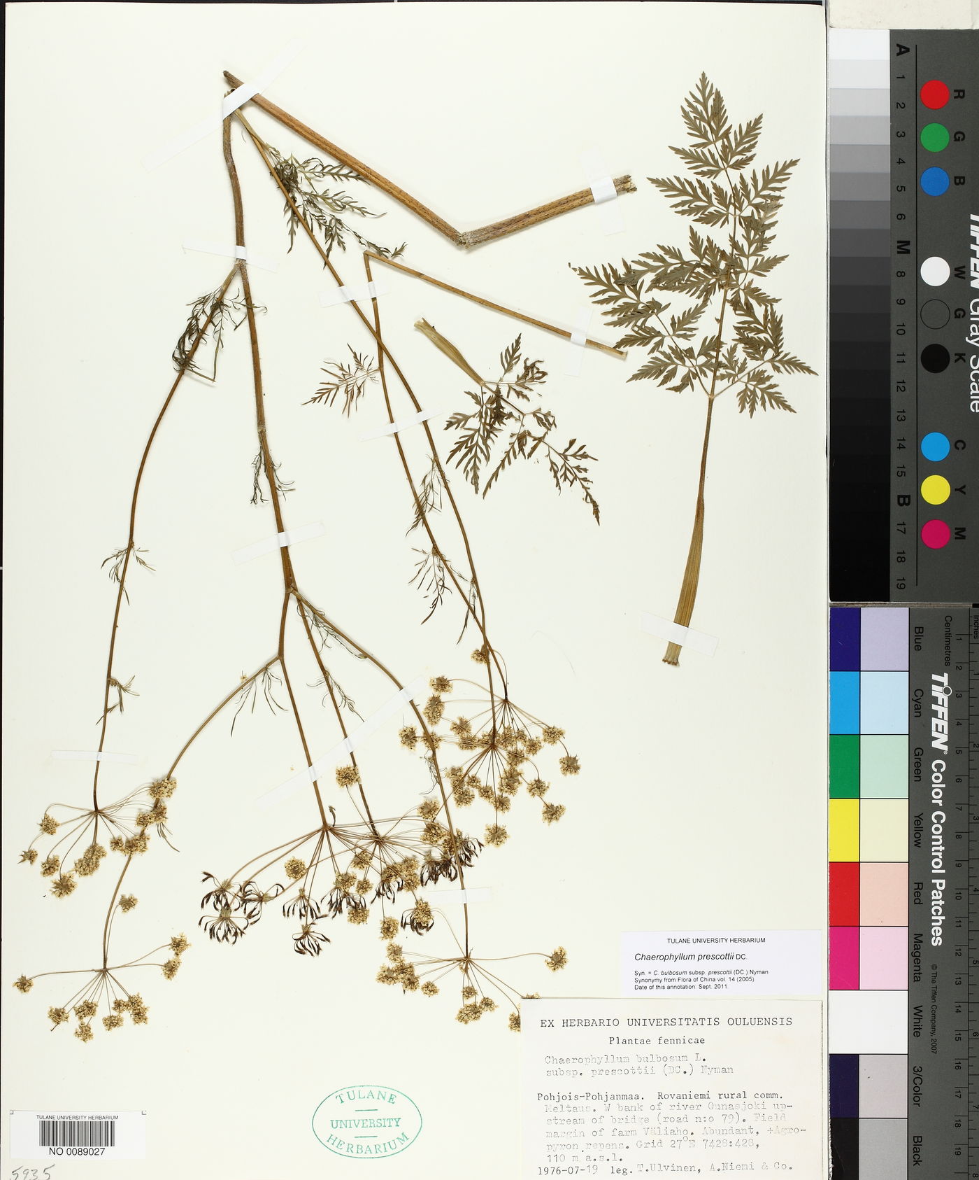Chaerophyllum prescottii image