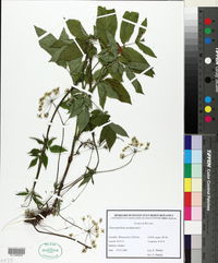 Chaerophyllum aromaticum image
