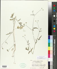 Torilis arvensis subsp. heterophylla image