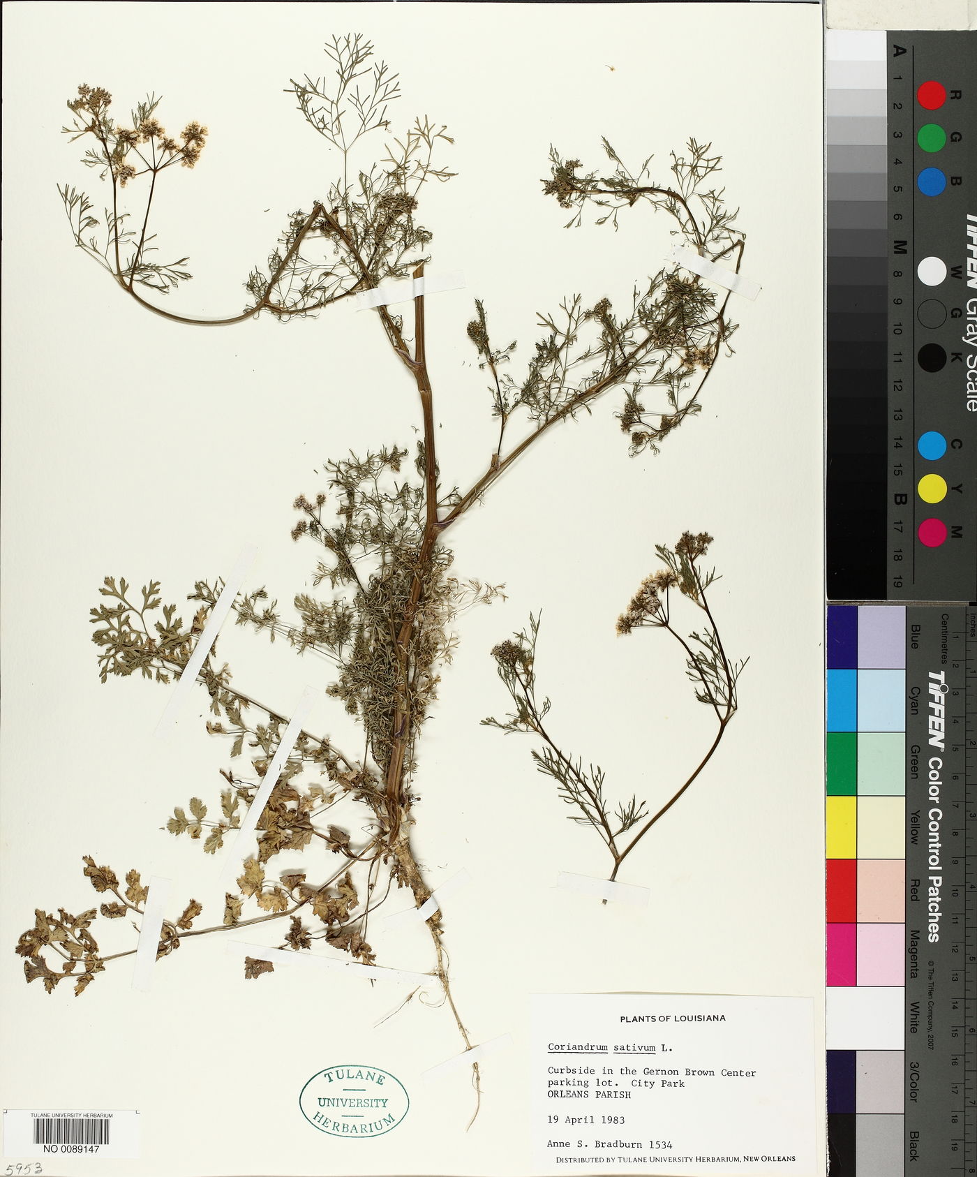 Coriandrum image