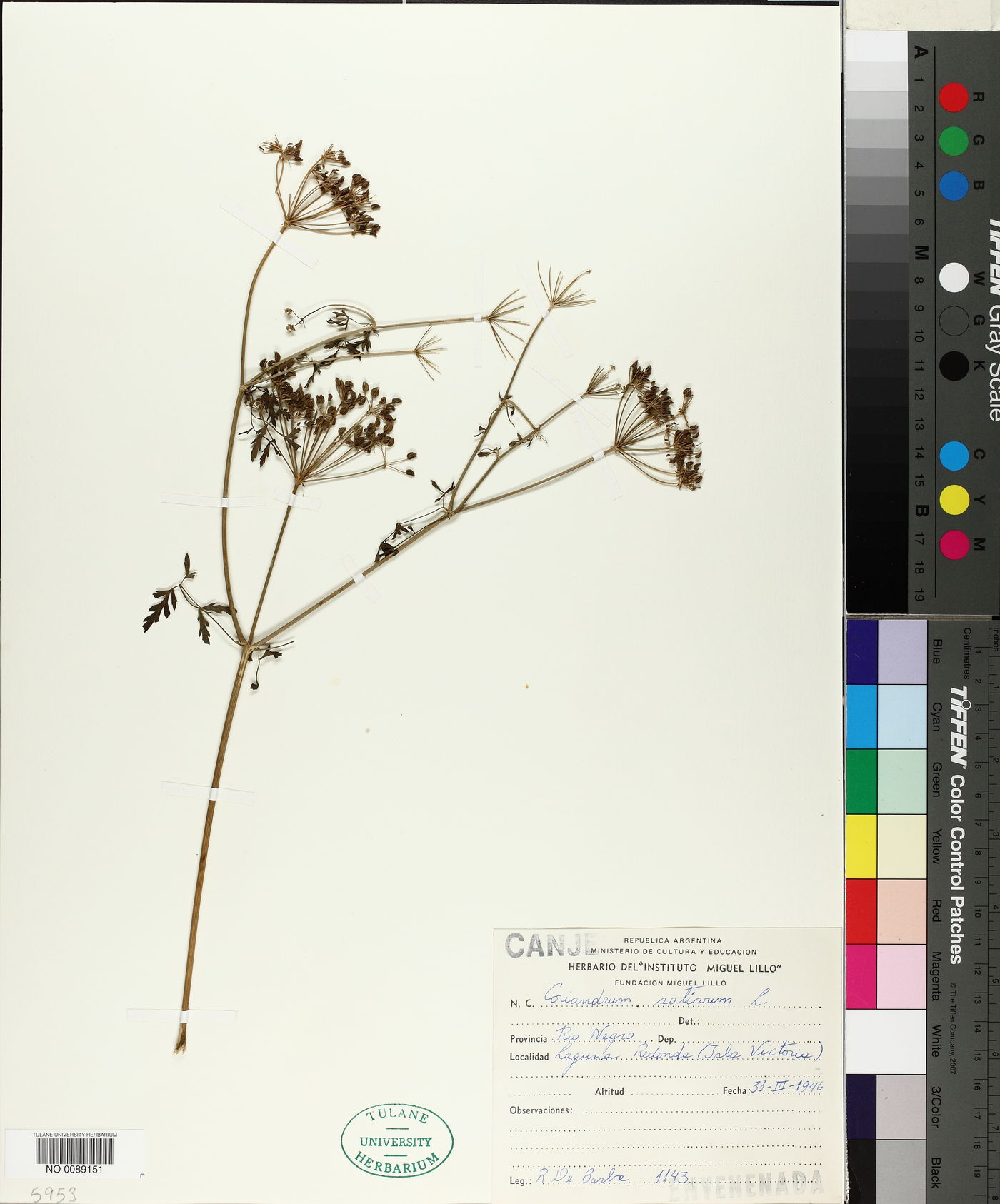 Coriandrum sativum image