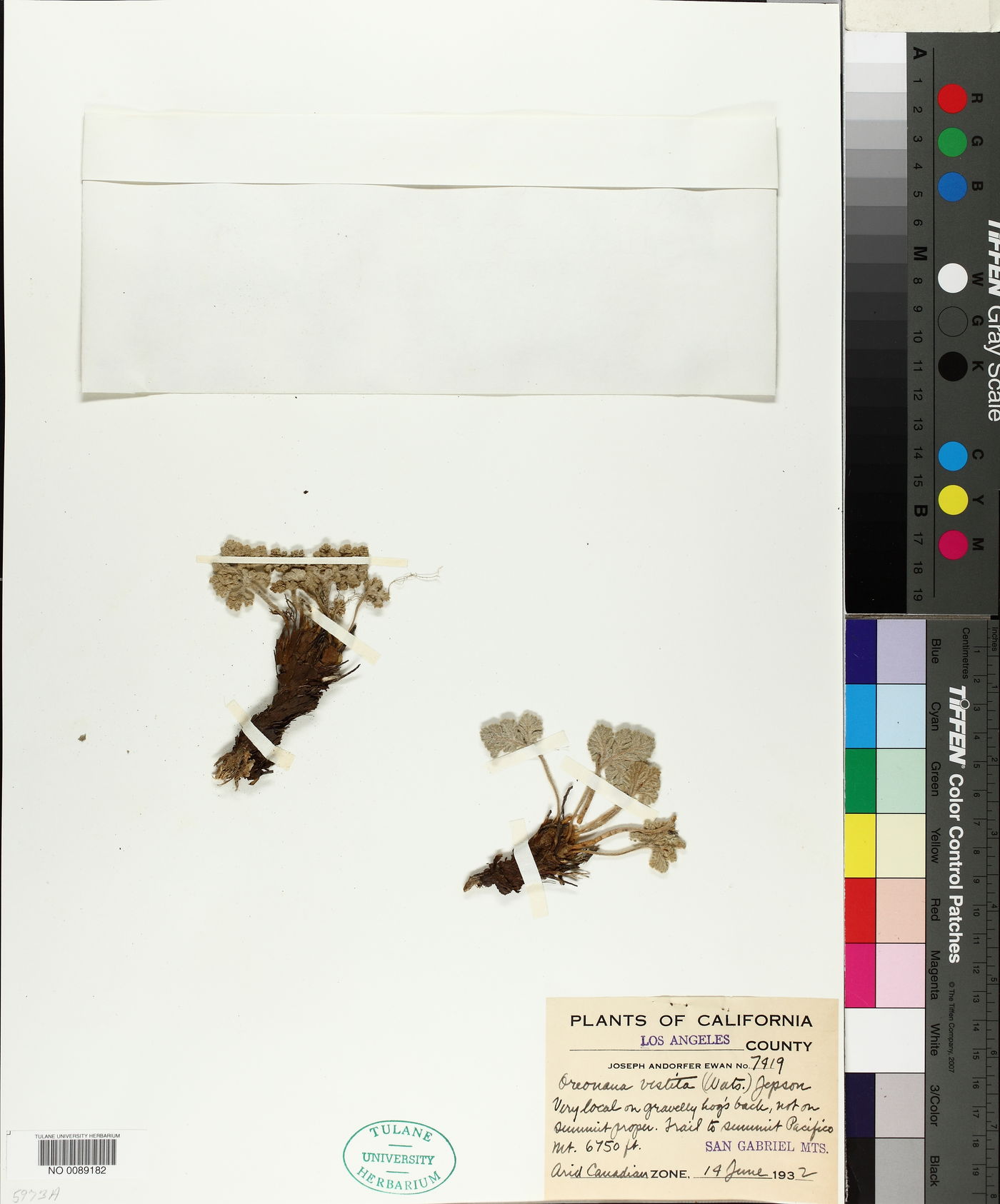 Oreonana vestita image